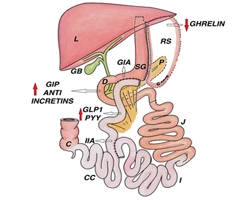 Transit Bipartition Kirurgi